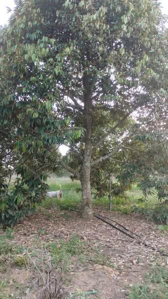 Agricultural Land for Sale in Simpang Pertang , Negeri Sembilan (Simpang Pertang) - Sean Liew - PropertyGuru.com.my