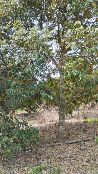 Agricultural Land for Sale in Simpang Pertang , Negeri Sembilan (Simpang Pertang) - Sean Liew - PropertyGuru.com.my