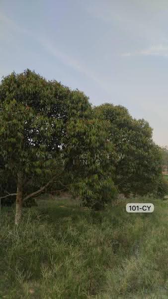 Agricultural Land for Sale in Beside Mainroadđ Durian Farm @ Negeri Sembilab (Simpang Pertang) - Yap Chew Ying - PropertyGuru.com.my
