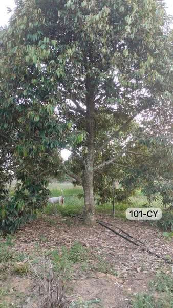Agricultural Land for Sale in Beside Mainroadđ Durian Farm @ Negeri Sembilab (Simpang Pertang) - Yap Chew Ying - PropertyGuru.com.my