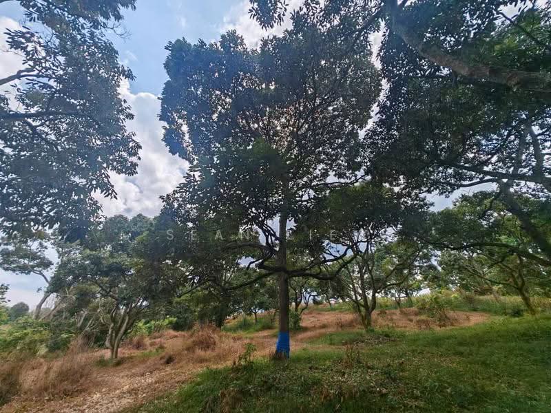 Tanah Pertanian untuk Dijual di Jasin , Melaka (Jasin) - Sean Liew - PropertyGuru.com.my