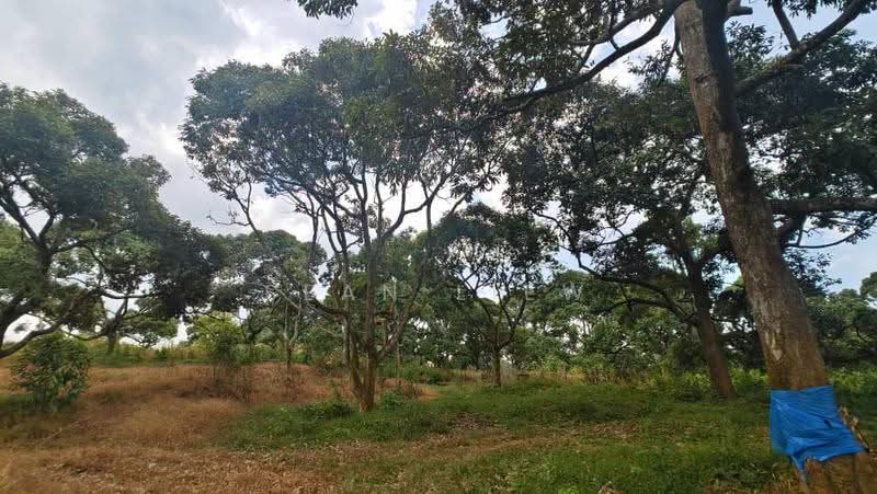 Tanah Pertanian untuk Dijual di Jasin , Melaka (Jasin) - Sean Liew - PropertyGuru.com.my