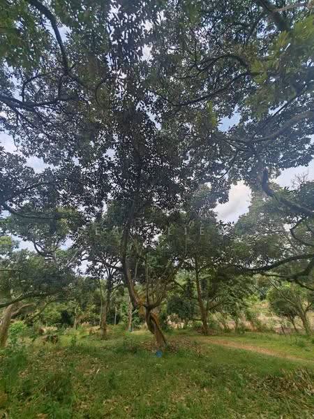 Tanah Pertanian untuk Dijual di Jasin , Melaka (Jasin) - Sean Liew - PropertyGuru.com.my