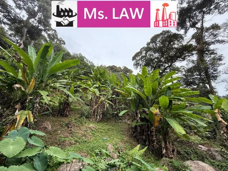 Agricultural Land for Sale in Carpet Hill Glass house Durian Agriculture Land (Balik Pulau) - Aeon Law Ai - PropertyGuru.com.my