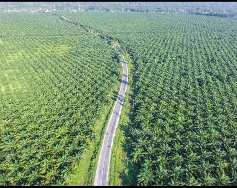 Tanah Pertanian untuk Dijual di Kulim , Kedah (Kulim) - Sean Liew - PropertyGuru.com.my