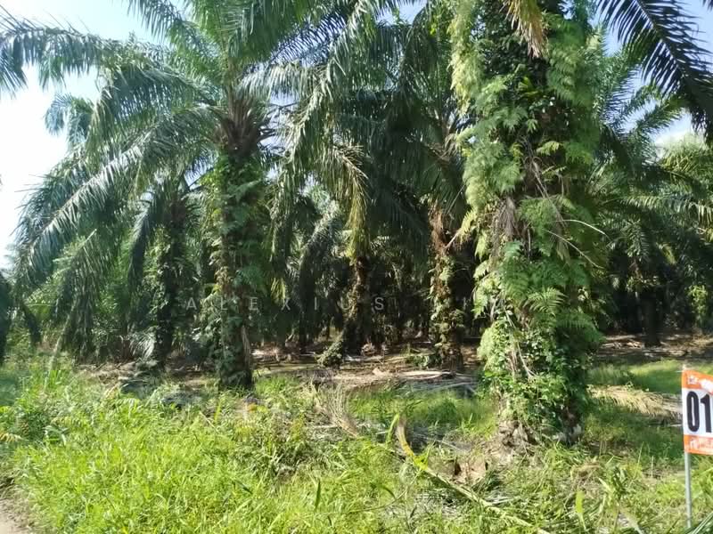 Tanah Pertanian untuk Dijual di Teluk Kerang (Pontian) - Alexius Lim - Exterior - PropertyGuru.com.my