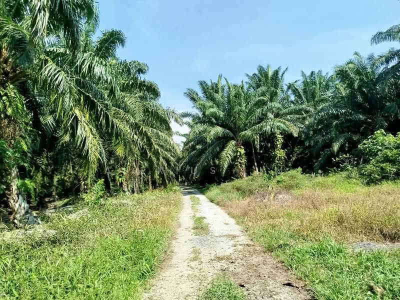 Tanah Pertanian untuk Dijual di Teluk Kerang (Pontian) - Alexius Lim - Exterior - PropertyGuru.com.my