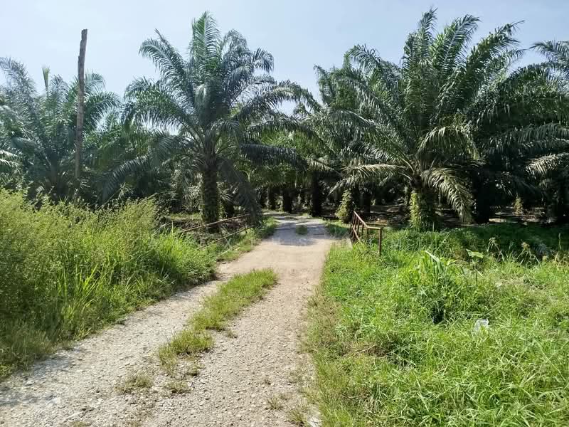 Tanah Pertanian untuk Dijual di Teluk Kerang (Pontian) - Alexius Lim - Exterior - PropertyGuru.com.my