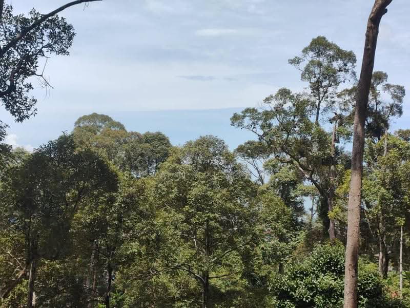 Agricultural Land for Sale in Pulau Penang (Bayan Lepas) - Sean Liew - PropertyGuru.com.my