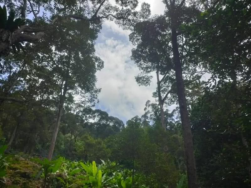Agricultural Land for Sale in Pulau Penang (Bayan Lepas) - Sean Liew - PropertyGuru.com.my