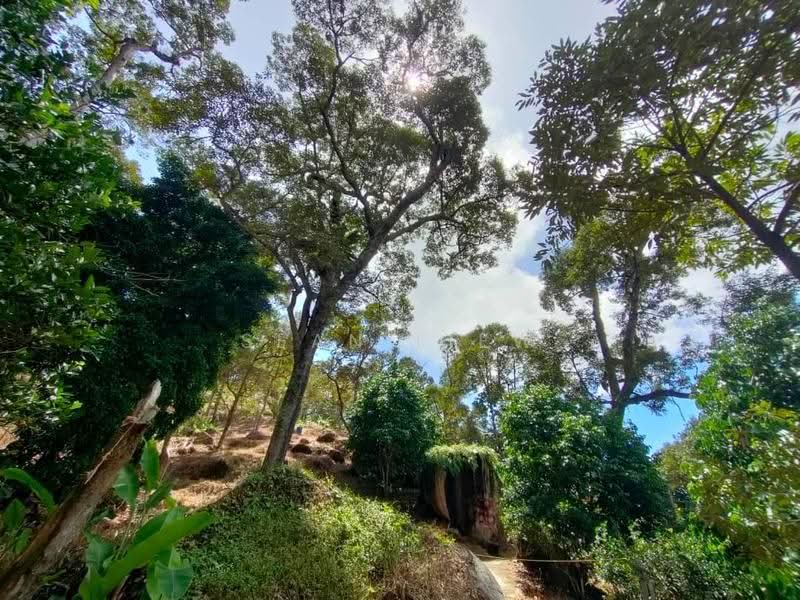 Agricultural Land for Sale in Pulau Penang (Bayan Lepas) - Sean Liew - PropertyGuru.com.my