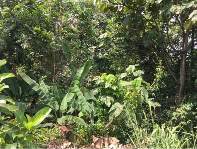 Bungalow Land for Sale in Bukit Gasing (Petaling Jaya) - Yeow Li Siew - PropertyGuru.com.my