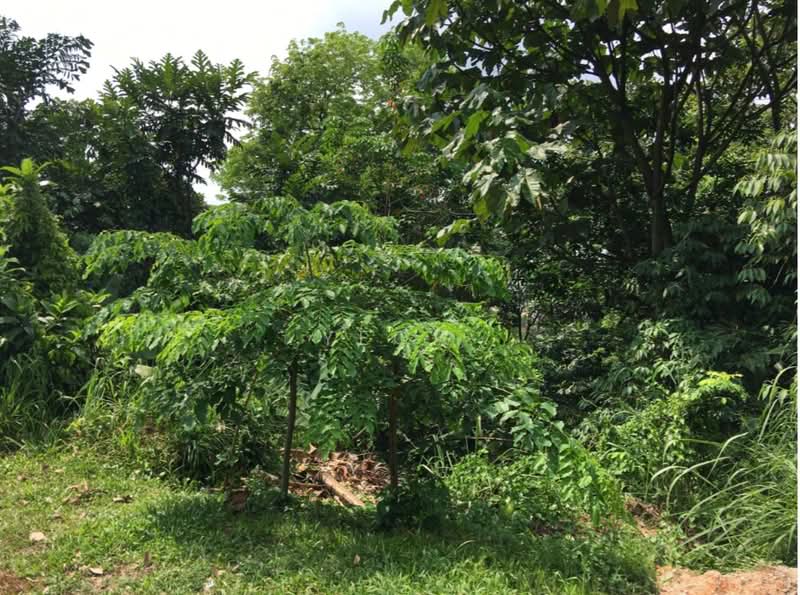 Bungalow Land for Sale in Bukit Gasing (Petaling Jaya) - Yeow Li Siew - PropertyGuru.com.my