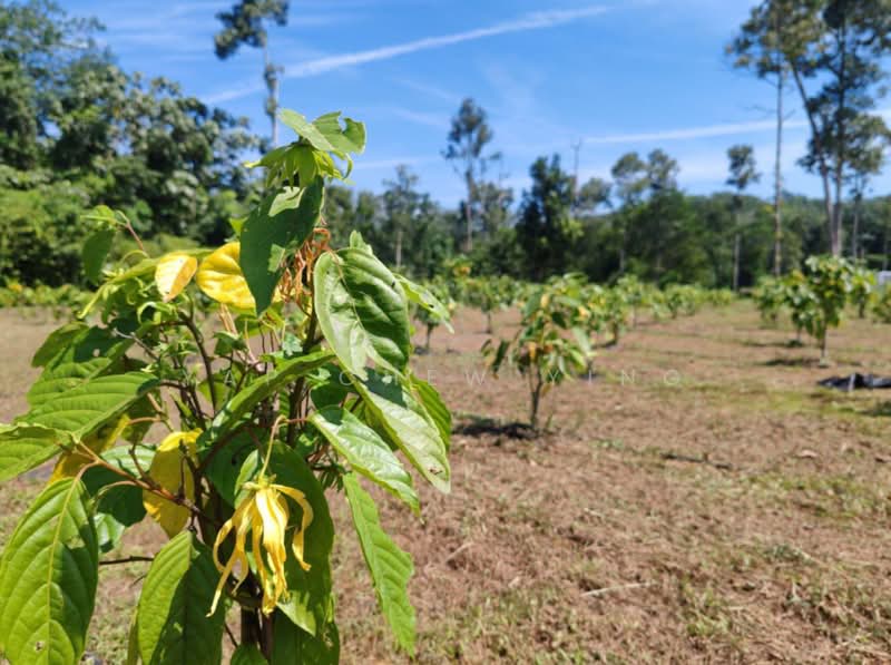 Agricultural Land for Sale in Kampung Batu 30 (Ulu Yam) - Yap Chew Ying - PropertyGuru.com.my