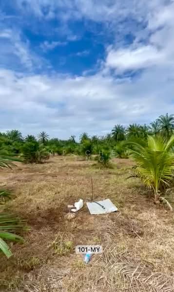 Agricultural Land for Sale in Banting (Banting) - Yap Chew Ying - PropertyGuru.com.my