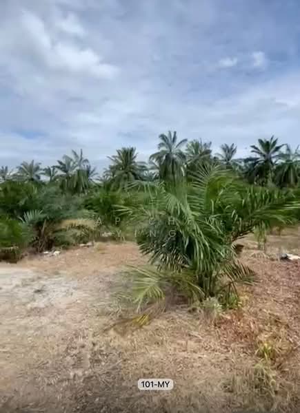 Agricultural Land for Sale in Banting (Banting) - Yap Chew Ying - PropertyGuru.com.my