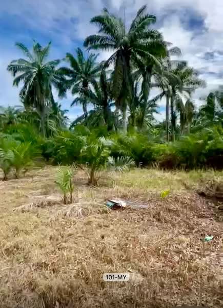Agricultural Land for Sale in Banting (Banting) - Yap Chew Ying - PropertyGuru.com.my