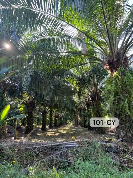 Agricultural Land for Sale in Taman Panglima (Telok Panglima Garang) - Yap Chew Ying - PropertyGuru.com.my