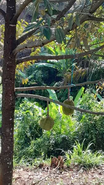 Agricultural Land for Sale in Kota, Rembau, Negeri Sembilan (Rembau) - Eunice Wong - PropertyGuru.com.my