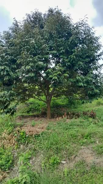 Agricultural Land for Sale in Kota, Rembau, Negeri Sembilan (Rembau) - Eunice Wong - PropertyGuru.com.my
