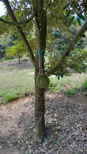 Agricultural Land for Sale in Kota, Rembau, Negeri Sembilan (Rembau) - Eunice Wong - PropertyGuru.com.my