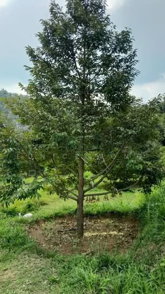 Agricultural Land for Sale in Kota, Rembau, Negeri Sembilan (Rembau) - Eunice Wong - PropertyGuru.com.my