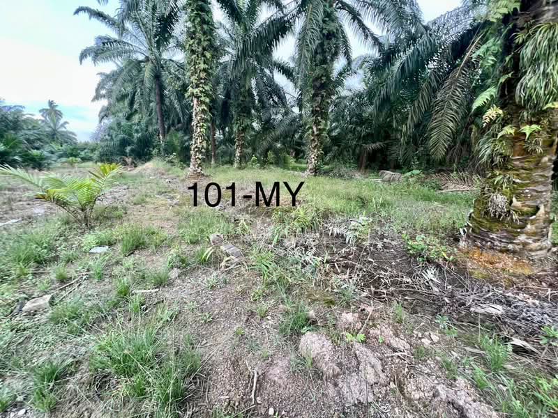 Tanah Pertanian untuk Dijual di Telok Panglima Garang (Selangor) - Yap Chew Ying - PropertyGuru.com.my