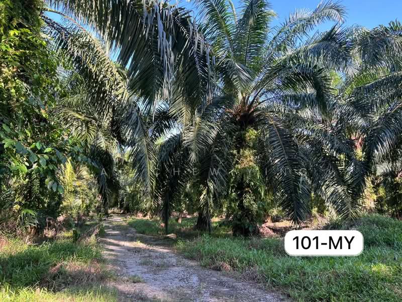 Tanah Pertanian untuk Dijual di Sungai Pelek (Sepang) - Yap Chew Ying - PropertyGuru.com.my