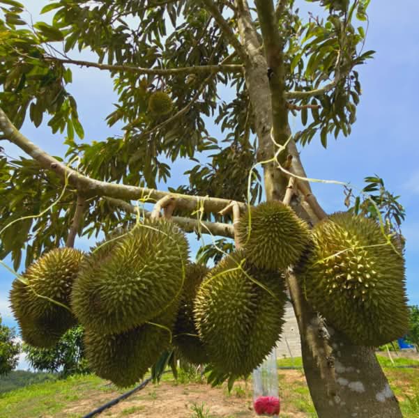 Agricultural Land for Sale in Taman Kluang Barat (Kluang) - Tom Ip - PropertyGuru.com.my
