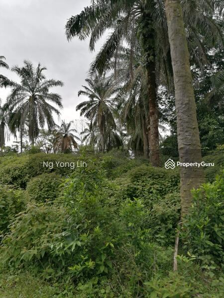 Tanah Pertanian untuk Disewa di Iskandar Puteri (Nusajaya) (Johor) - Ng Yong Lin - PropertyGuru.com.my