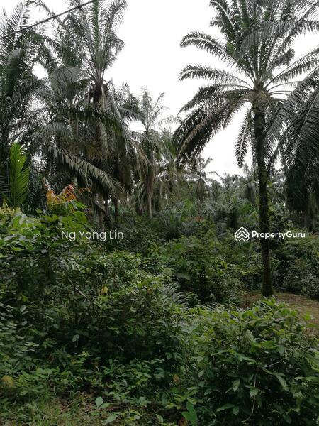 Tanah Pertanian untuk Disewa di Iskandar Puteri (Nusajaya) (Johor) - Ng Yong Lin - PropertyGuru.com.my
