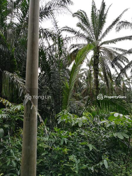 Tanah Pertanian untuk Disewa di Iskandar Puteri (Nusajaya) (Johor) - Ng Yong Lin - PropertyGuru.com.my