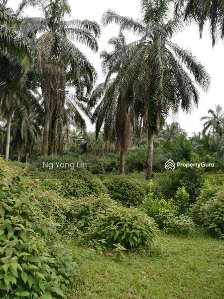 Tanah Pertanian untuk Disewa di Iskandar Puteri (Nusajaya) (Johor) - Ng Yong Lin - PropertyGuru.com.my