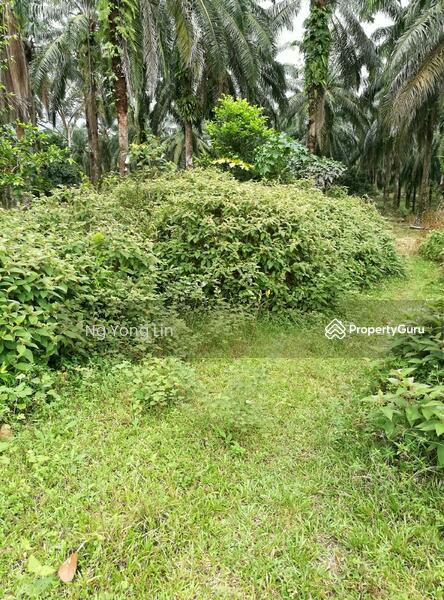 Tanah Pertanian untuk Disewa di Iskandar Puteri (Nusajaya) (Johor) - Ng Yong Lin - PropertyGuru.com.my