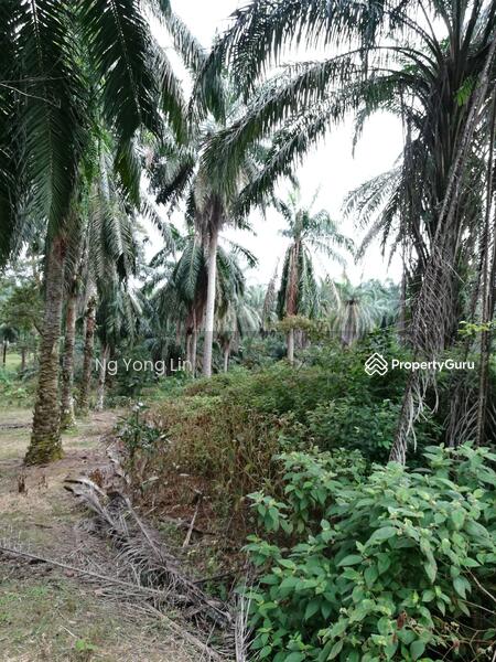 Tanah Pertanian untuk Disewa di Iskandar Puteri (Nusajaya) (Johor) - Ng Yong Lin - PropertyGuru.com.my