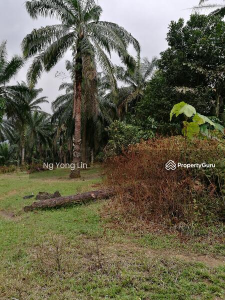 Tanah Pertanian untuk Disewa di Iskandar Puteri (Nusajaya) (Johor) - Ng Yong Lin - PropertyGuru.com.my