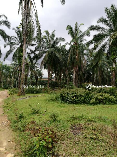 Tanah Pertanian untuk Disewa di Iskandar Puteri (Nusajaya) (Johor) - Ng Yong Lin - PropertyGuru.com.my