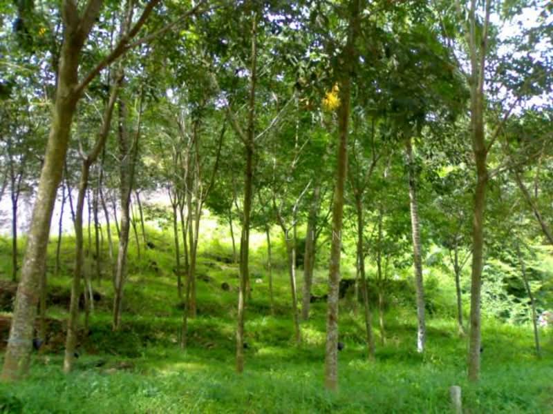 Tanah Pertanian untuk Dijual di Taman Jelebu (Kuala Klawang) - Lai Din - PropertyGuru.com.my