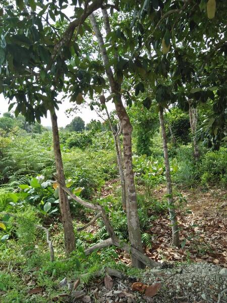 Agricultural Land for Sale in Kampung Sungai Penchala (Sungai Penchala) - Jik Wafa - PropertyGuru.com.my