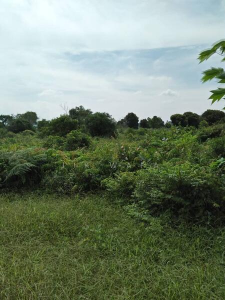 Agricultural Land for Sale in Kampung Sungai Penchala (Sungai Penchala) - Jik Wafa - PropertyGuru.com.my