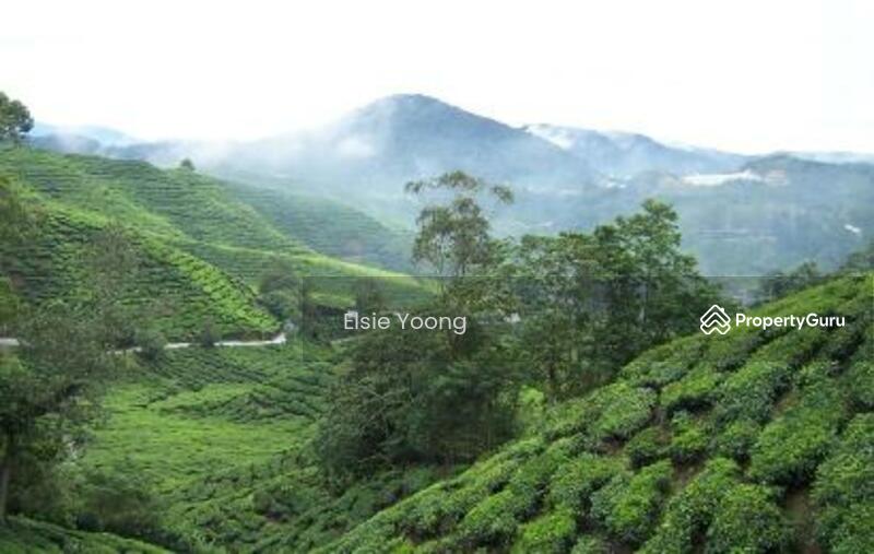 Untuk Dijual - Cameron Highland Bungalow For Sales