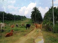 For Sale - Agriculture Land Batang Berjuntai Bestari Jaya Kuala Selangor