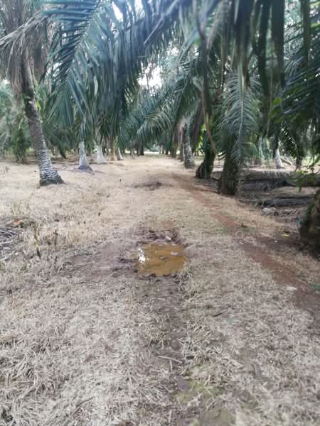 Residential Land for Sale in Batu Pahat (Johor) - Albert TEO - PropertyGuru.com.my