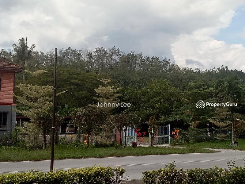 Rubber trees at the background