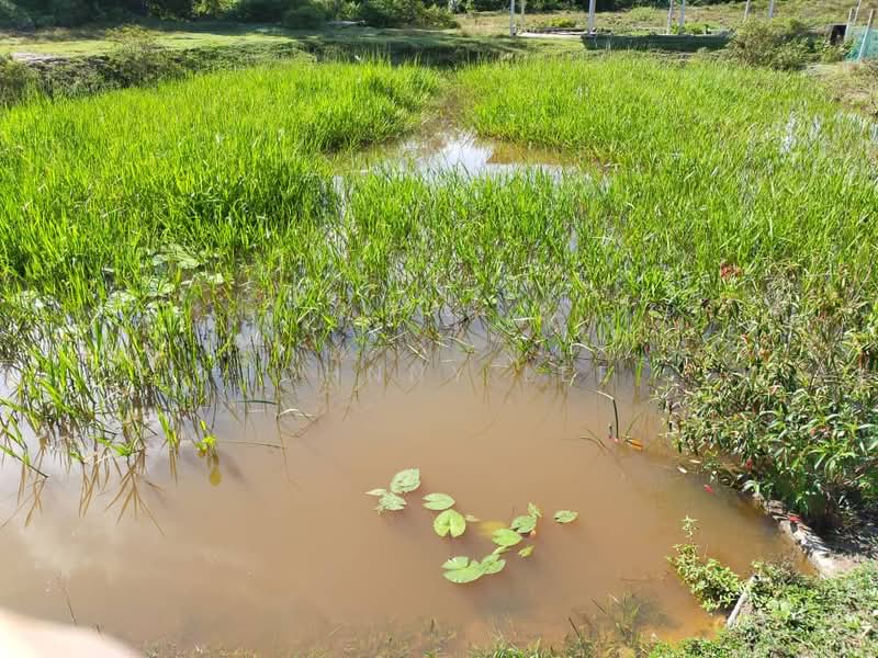 Tanah Pertanian untuk Disewa di Kampung Mantin Dalam (Mantin) - Johnny Lee - PropertyGuru.com.my