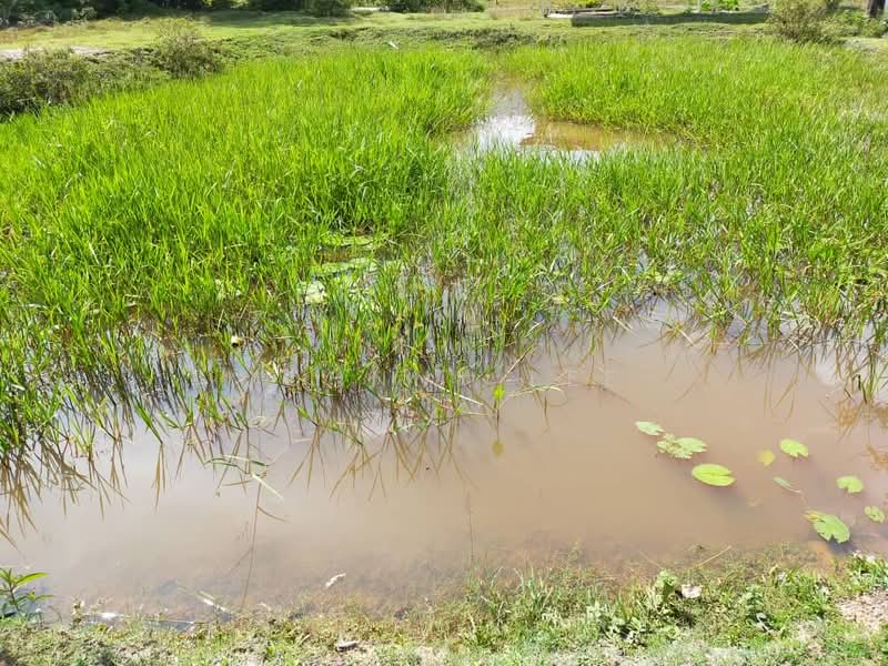 Tanah Pertanian untuk Disewa di Kampung Mantin Dalam (Mantin) - Johnny Lee - PropertyGuru.com.my