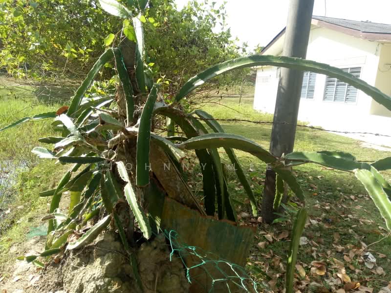 Tanah Pertanian untuk Disewa di Kampung Mantin Dalam (Mantin) - Johnny Lee - PropertyGuru.com.my