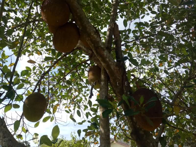 Tanah Pertanian untuk Disewa di Kampung Mantin Dalam (Mantin) - Johnny Lee - PropertyGuru.com.my