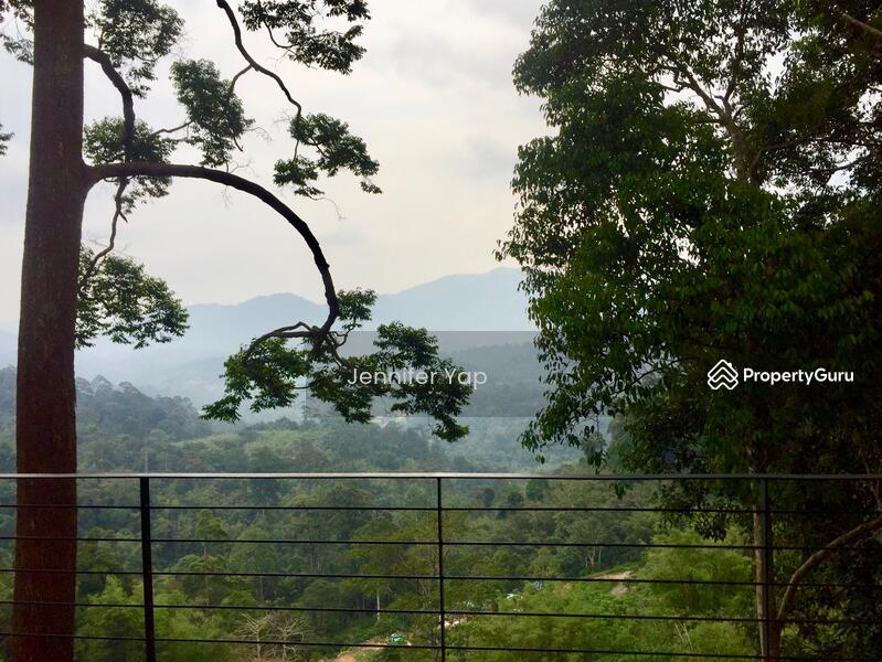 Watch out hornbills perching on trees.