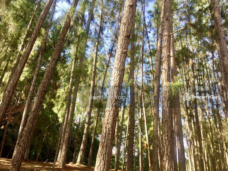 Coniferous pine trees